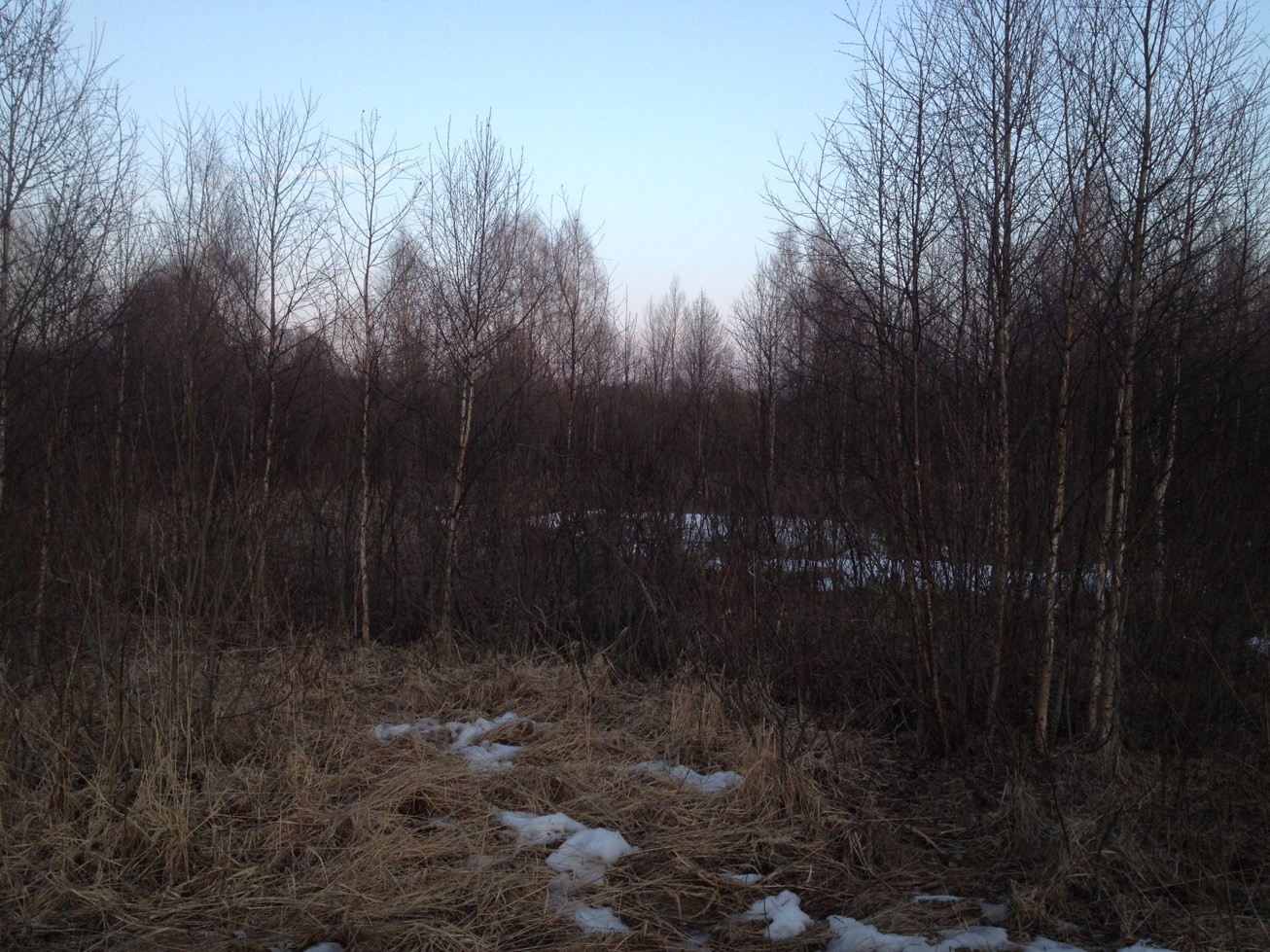 Весенняя охота на вальдшнепа